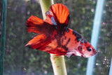 Giant Nemo Koi Galaxy  Plakat Male Betta (ID#801-M402) Free2Day SHIPPING