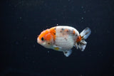 Ranchu  Calico 3 Inch (ID#1115R1c-82) Free2Day SHIPPING