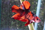 Giant Nemo Koi Galaxy  Plakat Male Betta (ID#801-M402) Free2Day SHIPPING