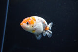 Ranchu  Calico 3 Inch (ID#1115R1c-82) Free2Day SHIPPING