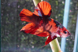 Giant Nemo Koi Galaxy  Plakat Male Betta (ID#801-M402) Free2Day SHIPPING