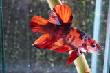 Giant Nemo Koi Galaxy  Plakat Male Betta (ID#801-M402) Free2Day SHIPPING