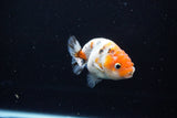 Ranchu  Calico 3 Inch (ID#1115R1c-82) Free2Day SHIPPING