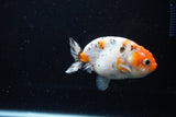 Ranchu  Calico 3 Inch (ID#1115R1c-82) Free2Day SHIPPING