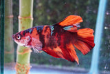 Giant Nemo Koi Galaxy  Plakat Male Betta (ID#801-M402) Free2Day SHIPPING