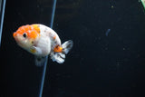 Ranchu  Calico 3 Inch (ID#1115R1c-82) Free2Day SHIPPING