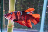 Giant Nemo Koi Galaxy  Plakat Male Betta (ID#801-M402) Free2Day SHIPPING