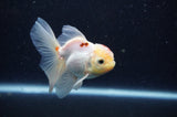 Juvenile Thai Oranda  Tricolor 3.5 Inch (ID#311T13b-73) Free2Day SHIPPING