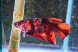 Giant Nemo Koi Galaxy  Plakat Male Betta (ID#801-M402) Free2Day SHIPPING