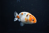 Ranchu  Calico 3 Inch (ID#1115R1c-82) Free2Day SHIPPING