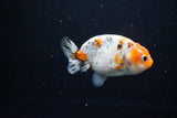 Ranchu  Calico 3 Inch (ID#1115R1c-82) Free2Day SHIPPING