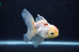 Juvenile Thai Oranda  Tricolor 3.5 Inch (ID#311T13b-73) Free2Day SHIPPING
