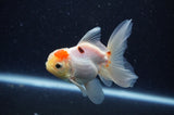 Juvenile Thai Oranda  Tricolor 3.5 Inch (ID#311T13b-73) Free2Day SHIPPING