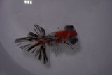 Butterfly  Calico 3.5 Inch (ID#0107B8b-45) Free2Day SHIPPING