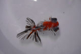 Butterfly  Calico 3.5 Inch (ID#0107B8b-45) Free2Day SHIPPING