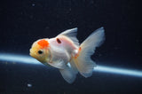 Juvenile Thai Oranda  Tricolor 3.5 Inch (ID#311T13b-73) Free2Day SHIPPING