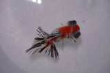 Butterfly  Calico 3.5 Inch (ID#0107B8b-45) Free2Day SHIPPING