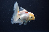 Juvenile Thai Oranda  Tricolor 3.5 Inch (ID#311T13b-73) Free2Day SHIPPING