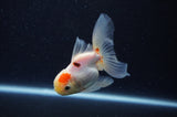 Juvenile Thai Oranda  Tricolor 3.5 Inch (ID#311T13b-73) Free2Day SHIPPING