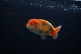 Ranchu  Red White 3 Inch (ID#1115R1c-83) Free2Day SHIPPING