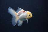 Juvenile Thai Oranda  Tricolor 3.5 Inch (ID#311T13b-73) Free2Day SHIPPING