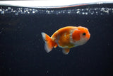 Ranchu  Red White 3 Inch (ID#1115R1c-83) Free2Day SHIPPING