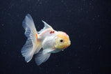 Juvenile Thai Oranda  Tricolor 3.5 Inch (ID#311T13b-73) Free2Day SHIPPING
