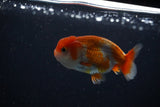 Ranchu  Red White 3 Inch (ID#1115R1c-83) Free2Day SHIPPING