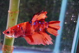 Giant Nemo Koi Galaxy  Plakat Male Betta (ID#801-M404) Free2Day SHIPPING