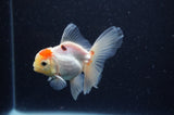 Juvenile Thai Oranda  Tricolor 3.5 Inch (ID#311T13b-73) Free2Day SHIPPING