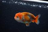 Ranchu  Red White 3 Inch (ID#1115R1c-83) Free2Day SHIPPING