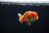 Ranchu  Red White 3 Inch (ID#1115R1c-83) Free2Day SHIPPING