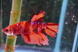 Giant Nemo Koi Galaxy  Plakat Male Betta (ID#801-M404) Free2Day SHIPPING