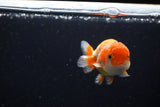 Ranchu  Red White 3 Inch (ID#1115R1c-83) Free2Day SHIPPING