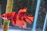 Giant Nemo Koi Galaxy  Plakat Male Betta (ID#801-M404) Free2Day SHIPPING