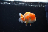 Ranchu  Red White 3 Inch (ID#1115R1c-83) Free2Day SHIPPING