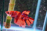 Giant Nemo Koi Galaxy  Plakat Male Betta (ID#801-M404) Free2Day SHIPPING