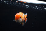 Ranchu  Red White 3 Inch (ID#1115R1c-83) Free2Day SHIPPING