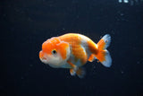 Ranchu  Red White 3 Inch (ID#1115R1c-83) Free2Day SHIPPING