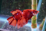 Giant Nemo Koi Galaxy  Plakat Male Betta (ID#801-M404) Free2Day SHIPPING