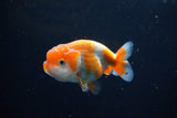 Ranchu  Red White 3 Inch (ID#1115R1c-83) Free2Day SHIPPING