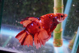 Giant Nemo Koi Galaxy  Plakat Male Betta (ID#801-M404) Free2Day SHIPPING