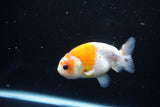 Ranchu  Calico 3.5 Inch (ID#1115R1c-84) Free2Day SHIPPING