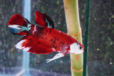 Giant Nemo Koi Galaxy  Plakat Male Betta (ID#801-M405) Free2Day SHIPPING