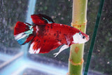 Giant Nemo Koi Galaxy  Plakat Male Betta (ID#801-M405) Free2Day SHIPPING