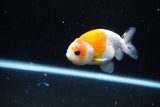 Ranchu  Calico 3.5 Inch (ID#1115R1c-84) Free2Day SHIPPING