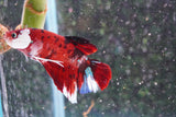 Giant Nemo Koi Galaxy  Plakat Male Betta (ID#801-M405) Free2Day SHIPPING