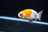 Ranchu  Calico 3.5 Inch (ID#1115R1c-84) Free2Day SHIPPING