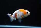 Ranchu  Calico 3.5 Inch (ID#1115R1c-84) Free2Day SHIPPING