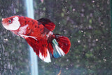 Giant Nemo Koi Galaxy  Plakat Male Betta (ID#801-M405) Free2Day SHIPPING